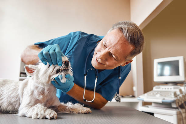 Best Emergency Dental Services for Seniors in Brookfield, IL